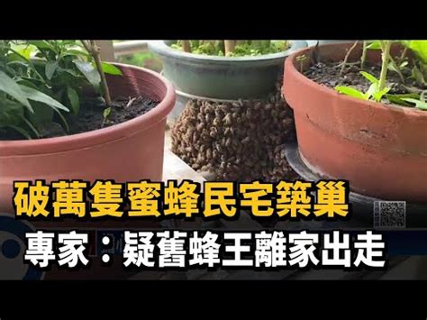 蜂窩風水|【家裡有土蜂窩】家裡有土蜂窩？6大風水優勢曝光，好運財運擋。